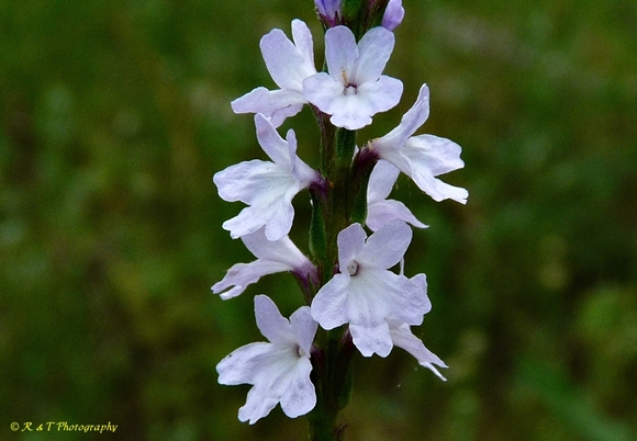 {Verbena simplex}